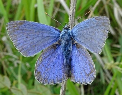 Réf. 192 619 : Polyommatus bellargus
